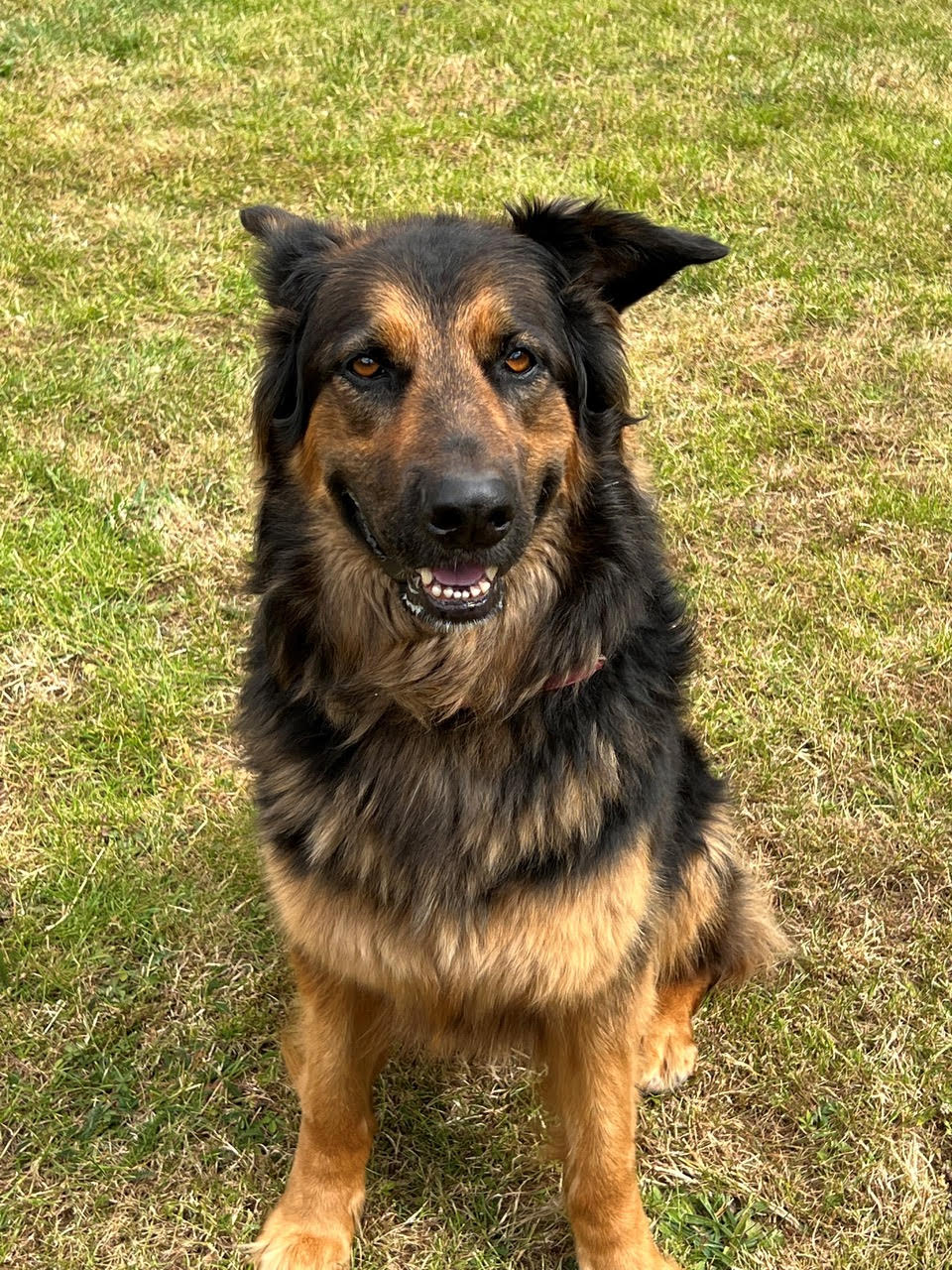 LUCY – Lincolnshire